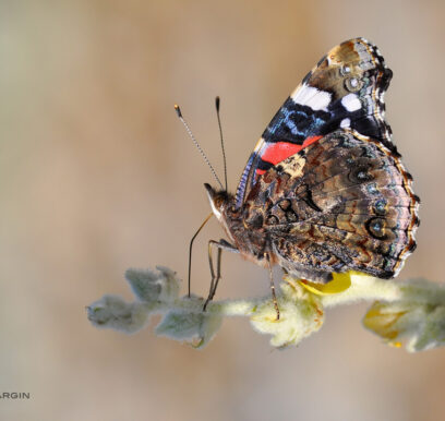 said-sargin-makro-guve-fotografi