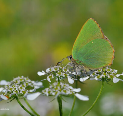 said-sargin-makro-yesil-kanatli-kelebek